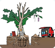 Tree Protection Measures