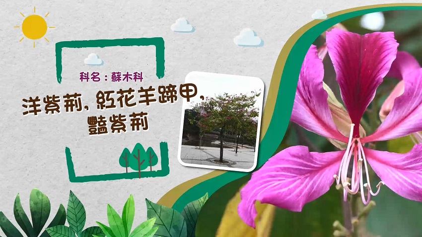 影片
