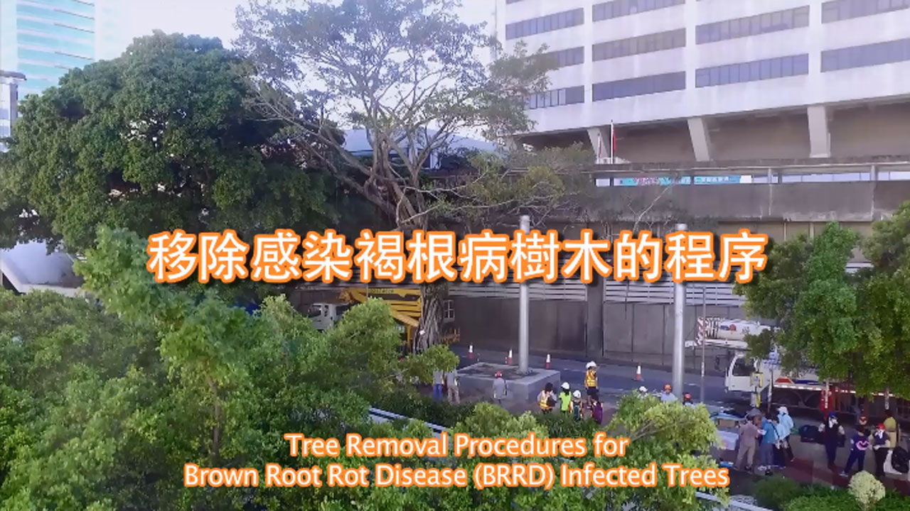 有關移除褐根病感染樹木的正確程序和後續工作的影片