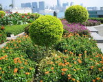 Intensive green roof