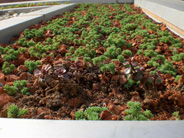 Extensive green roof