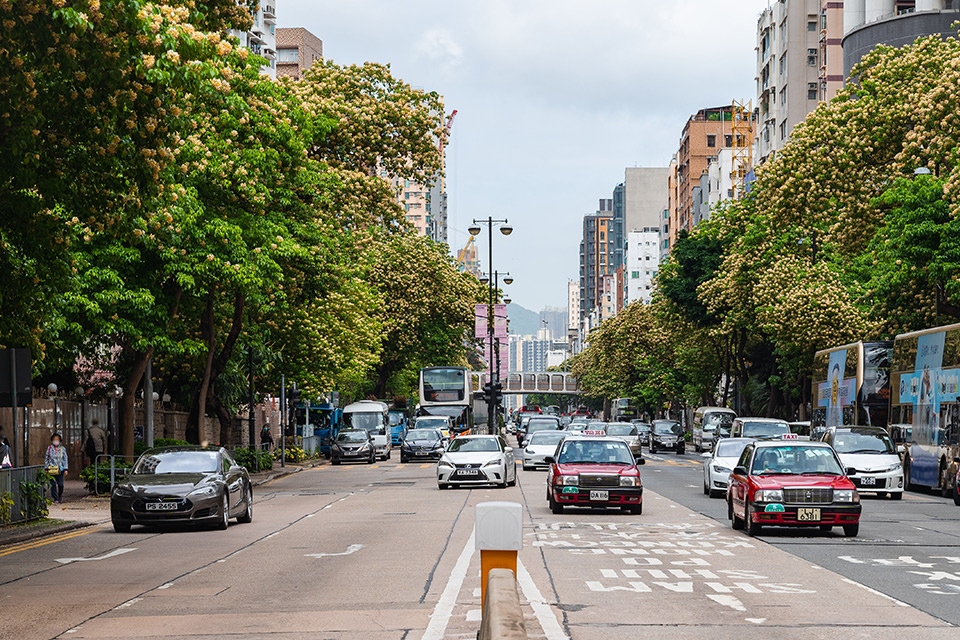 Planting in urban areas