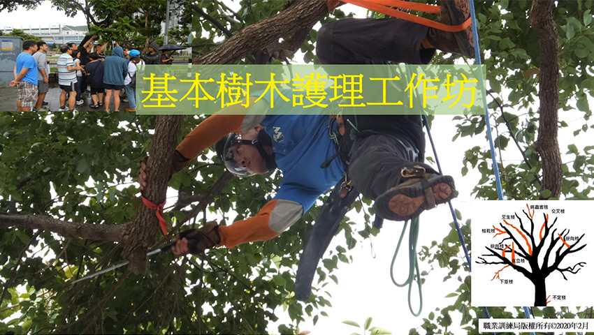 Video on Tree Care (Chinese only)