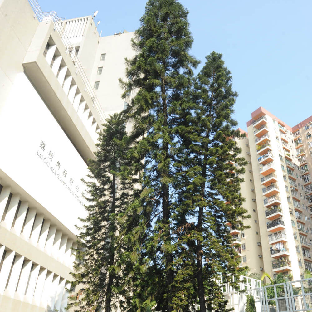 Araucaria columnaris