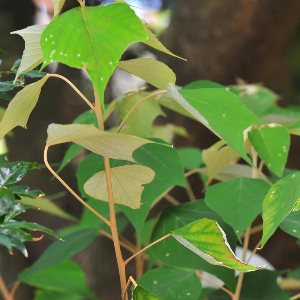 Mallotus paniculatus