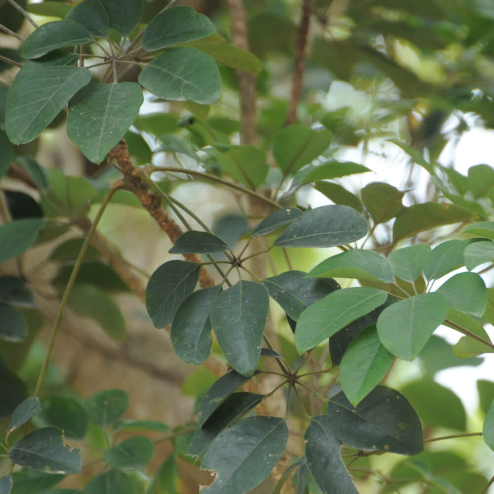 Schefflera heptaphylla