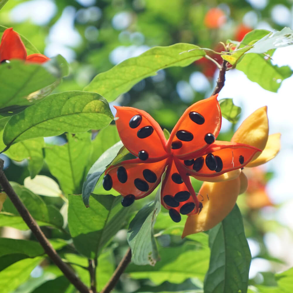 Sterculia lanceolata