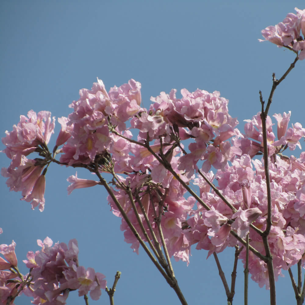 Tabebuia rosea