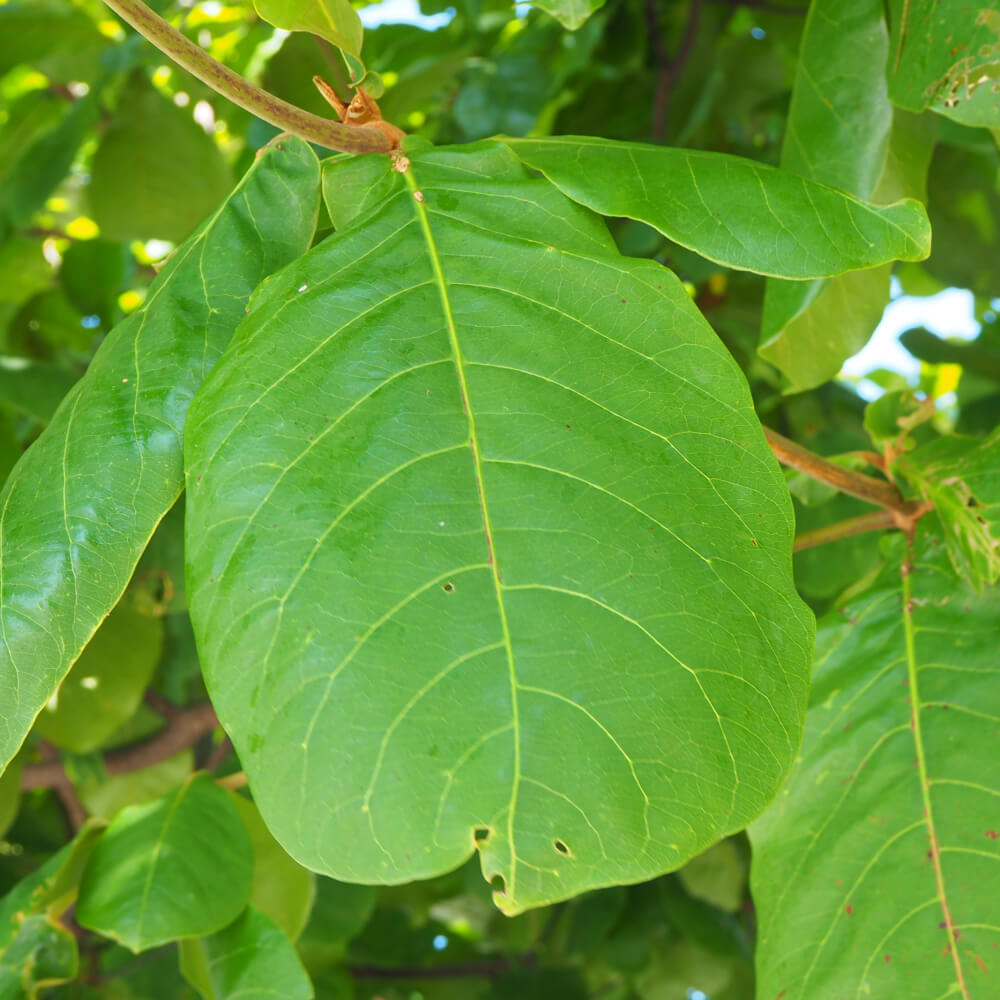 Terminalia catappa