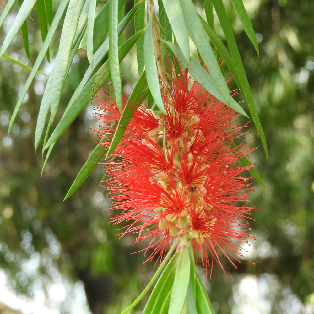 Callistemon viminalis