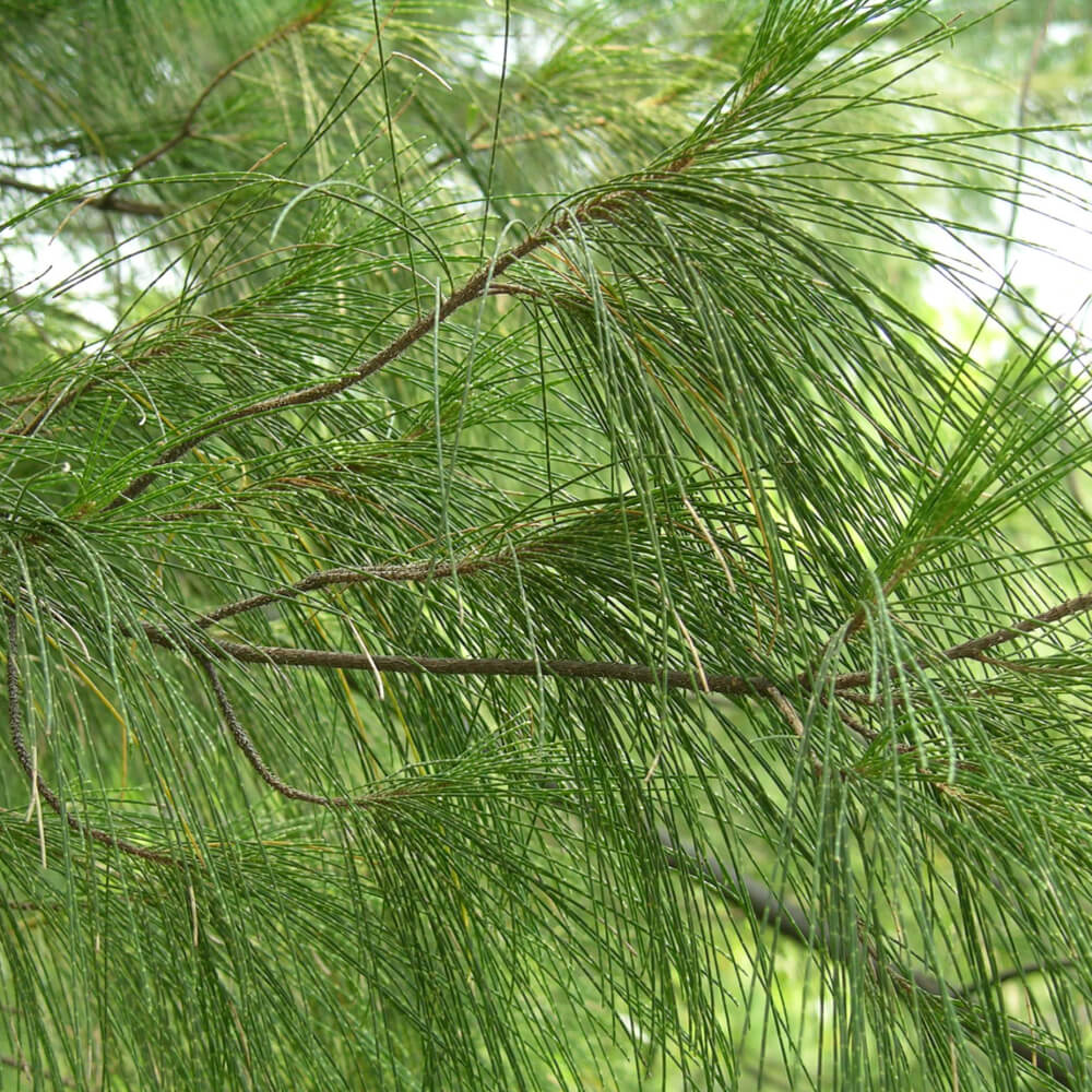 Casuarina equisetifolia