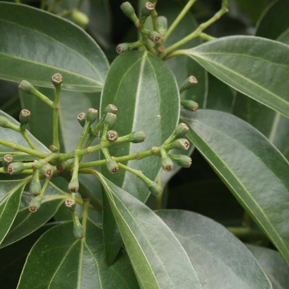 Cinnamomum burmannii