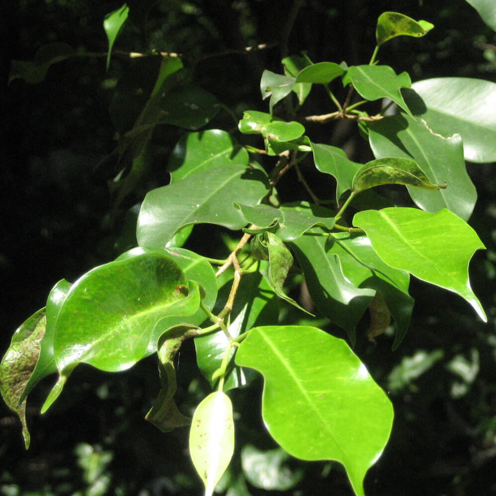 Ficus benjamina