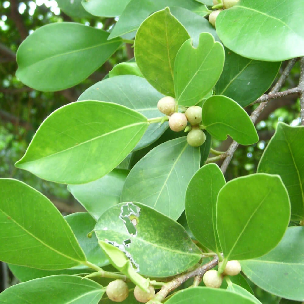 Ficus microcarpa