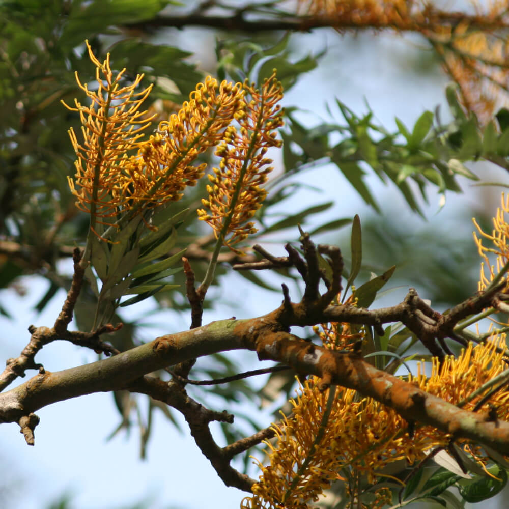 Grevillea robusta