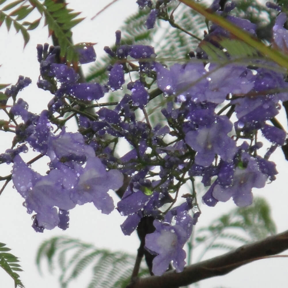 蓝花楹