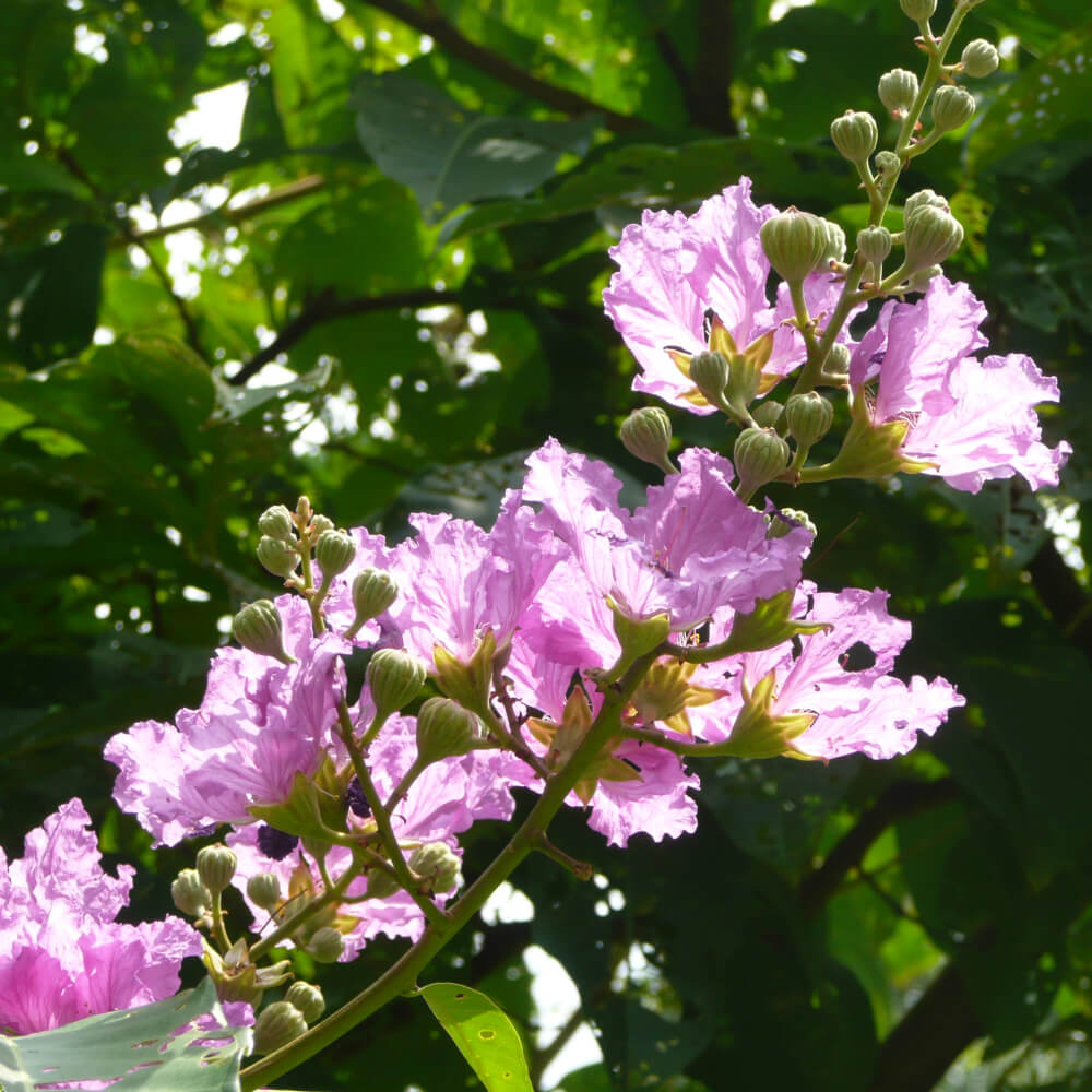 Lagerstroemia speciosa