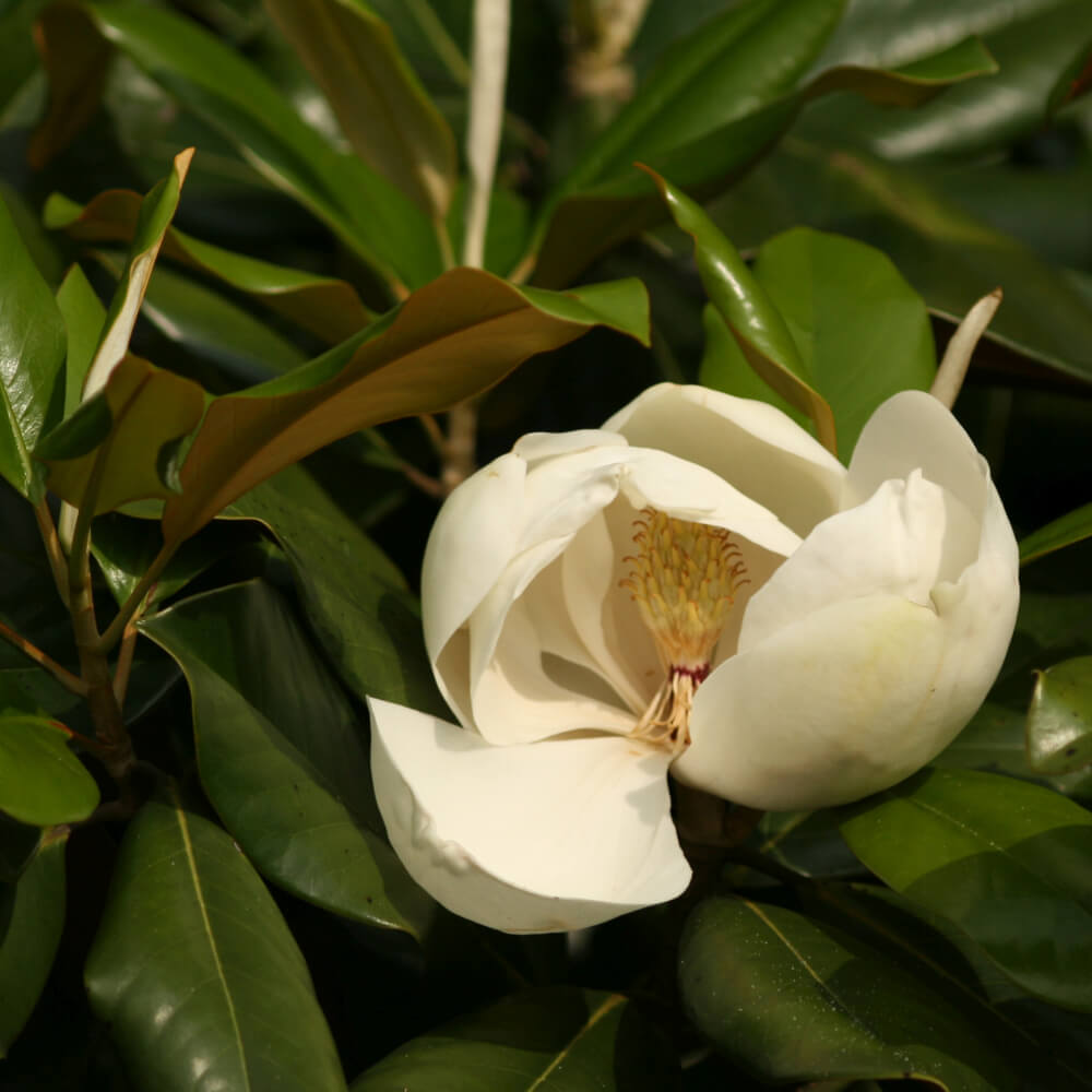 Magnolia grandiflora