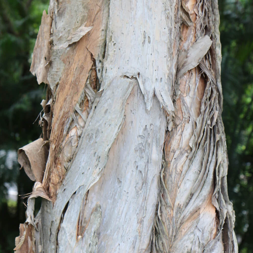 Melaleuca cajuputi subsp. cumingiana