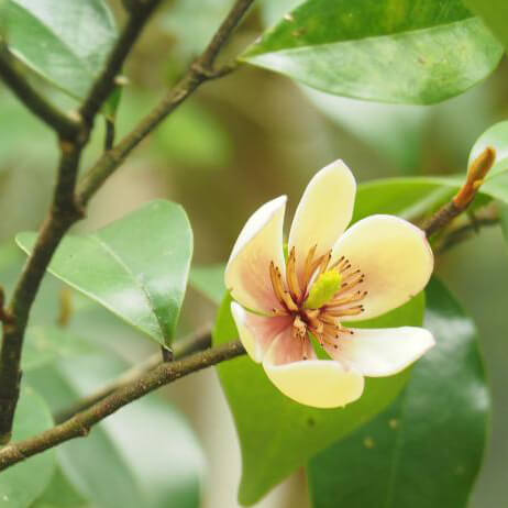 Michelia chapensis