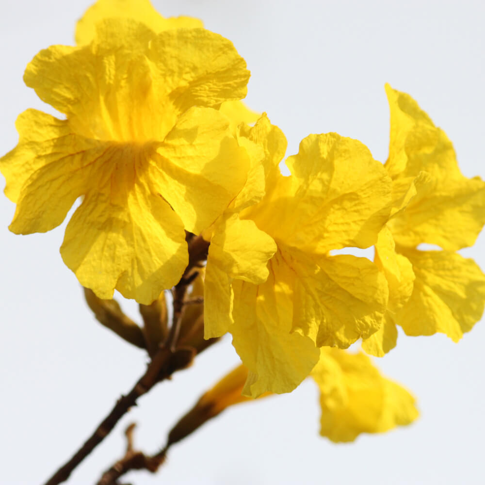 Tabebuia chrysantha