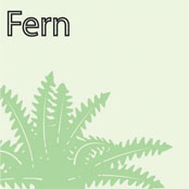 Fern