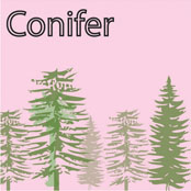 Conifer