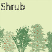 Shrub