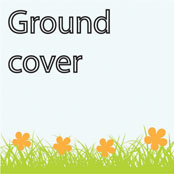 Ground Cover