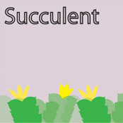 Succulent