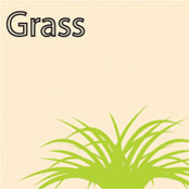 Grass