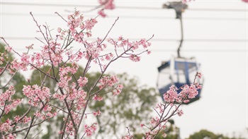  Ngong Ping Cherry Blossom