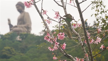 與昂坪現有景點互相配合 -天壇大佛