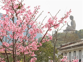 於昂坪市集附近河邊的廣州櫻 [Prunus yunnanensis 'Guangzhou']，於初春開花