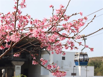 Guangzhou Cherry trees [<i>Prunus yunnanensis</i> 'Guangzhou'] at a riverside near Ngong Ping 360 Cable Car Terminal; blooming in early spring