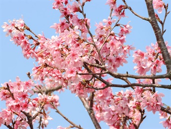 Guangzhou Cherry trees [<i>Prunus yunnanensis</i> 'Guangzhou'], planted near Ngong Ping Village, Ngong Ping 360 Cable Car Terminal and Ngong Ping Campsite; blooming in early spring