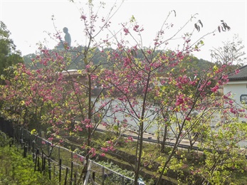 位于昂坪市集附近河边的重瓣山樱 [<i>Prunus campanulata</i> 'Double-flowered']，于初春开花