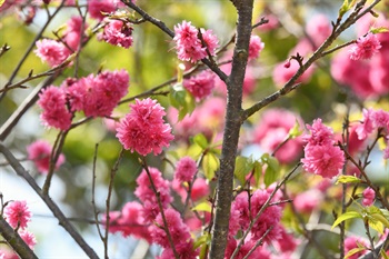 Bellflower Cherry trees (Double-flowered) [<i>Prunus campanulata</i> 'Double-flowered'], planted near Ngong Ping Village and Ngong Ping 360 Cable Car Terminal, at Ngong Ping Campsite and nearby areas; blooming in early spring