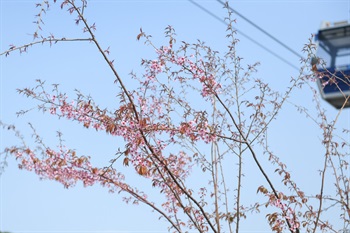 Southern Early Cherry trees [<i>Prunus cerasoides</i> 'Nanguo'] at a riverside near Ngong Ping 360 Cable Car Terminal; blooming in early spring