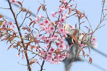 南国早樱 [<i>Prunus cerasoides</i> 'Nanguo']，种植于昂坪360缆车站附近，于初春开花