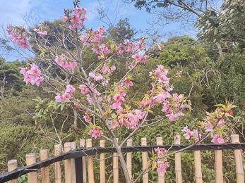 Yoshino Cherry trees [<i>Prunus</i> x <i>yedoensis</i>] at a riverside near Ngong Ping Village; blooming in early spring