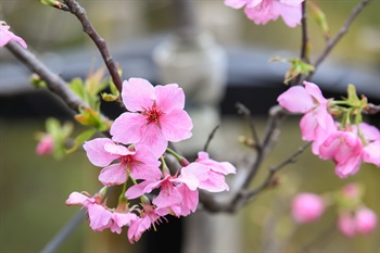 Yoshino Cherry trees [<i>Prunus</i> x <i>yedoensis</i>], planted near Ngong Ping Village; blooming in early spring