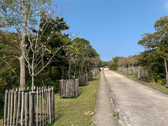 位於昂坪市集附近的小喬 [<i>Prunus speciosa</i> 'Xiaoqiao']，於仲春開花