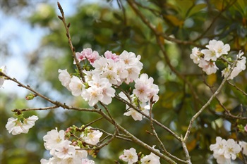 Xiaoqiao Cherry trees [<i>Prunus speciosa</i> 'Xiaoqiao'], planted near Ngong Ping Village; blooming in mid-spring