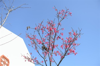 Bellflower Cherry trees [<i>Prunus campanulata</i>], planted near Ngong Ping Village and Ngong Ping 360 Cable Car Terminal, at Ngong Ping Piazza and Ngong Ping Campsite and nearby areas; blooming in late winter to early spring