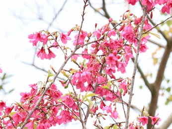 Bellflower Cherry trees [<i>Prunus campanulata</i>], planted near Ngong Ping Village and Ngong Ping 360 Cable Car Terminal, at Ngong Ping Piazza and Ngong Ping Campsite and nearby areas; blooming in late winter to early spring