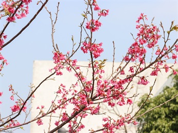 Bellflower Cherry trees [<i>Prunus campanulata</i>], planted near Ngong Ping Village and Ngong Ping 360 Cable Car Terminal, at Ngong Ping Piazza and Ngong Ping Campsite and nearby areas; blooming in late winter to early spring