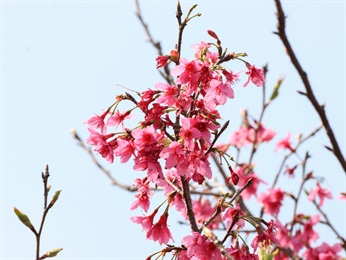 Bellflower Cherry trees [<i>Prunus campanulata</i>], planted near Ngong Ping Village and Ngong Ping 360 Cable Car Terminal, at Ngong Ping Piazza and Ngong Ping Campsite and nearby areas; blooming in late winter to early spring