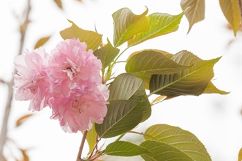 Double-Flowered Cherry [Yae-zakura], planted near Ngong Ping 360 Cable Car Terminal; blooming in mid-spring