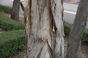 主幹樹皮灰白色，呈薄層狀剝落。